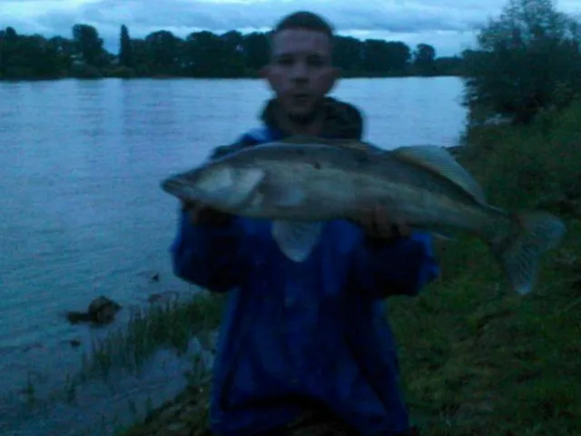 Zander