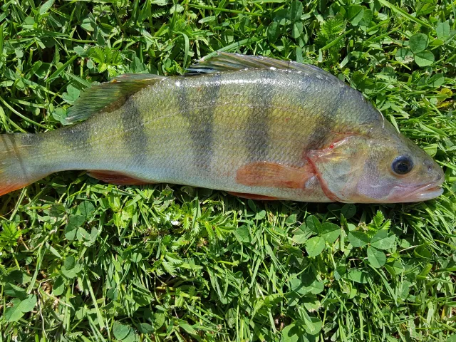 Flussbarsch
