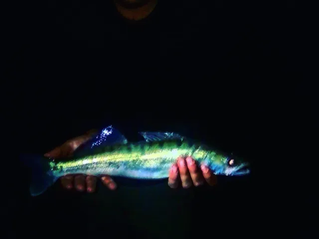 Zander