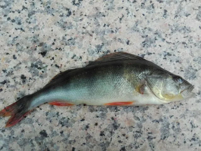 Flussbarsch