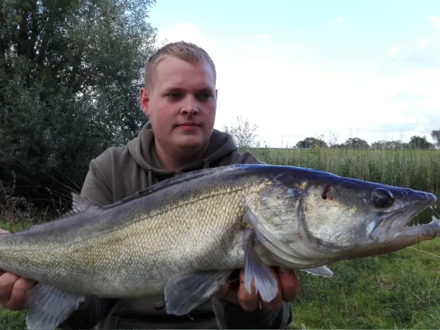 Zander