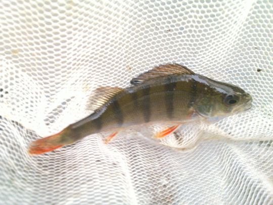 Flussbarsch