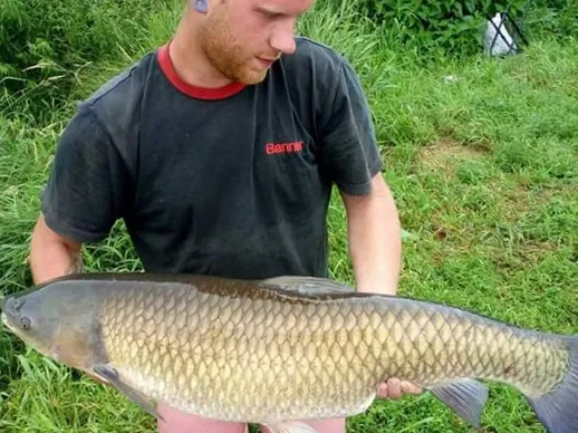 Graskarpfen