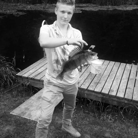 Flussbarsch