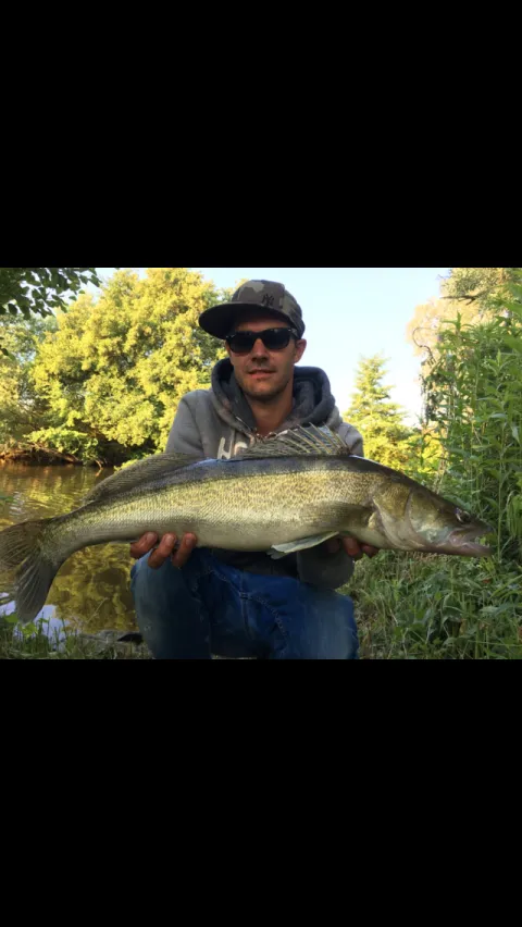 Zander