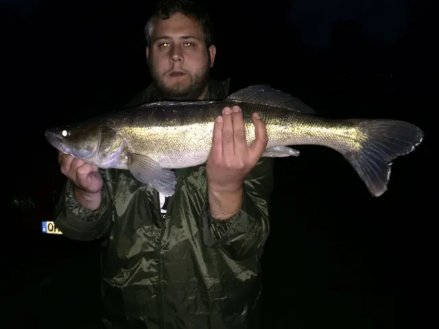 Zander
