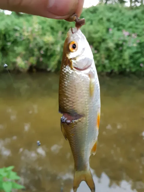 Rotauge