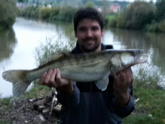 Zander