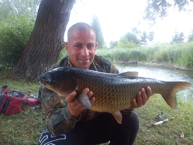 Graskarpfen