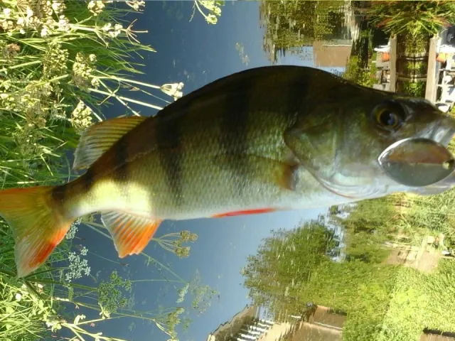 Flussbarsch