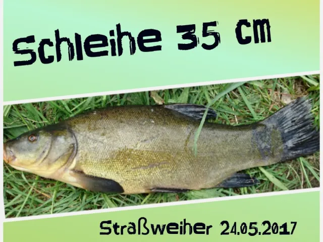 Schleie