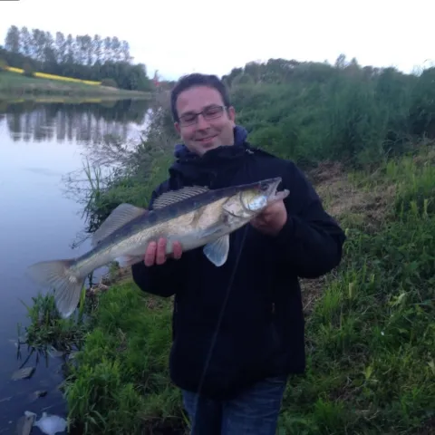 Zander