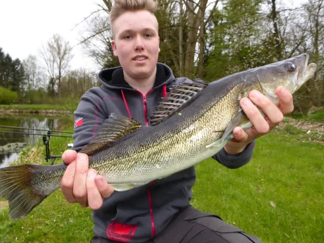 Zander