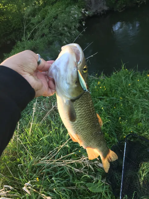 Döbel