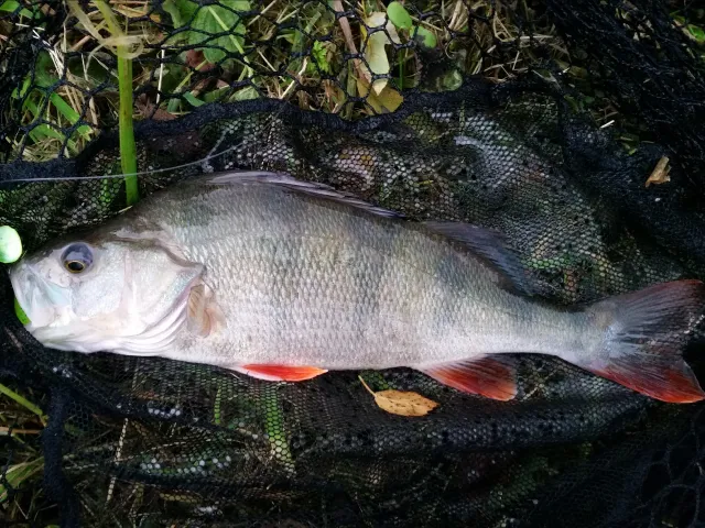Flussbarsch