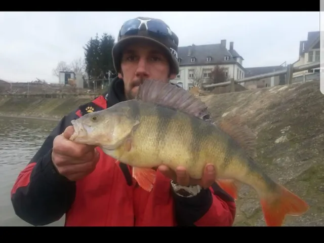 Flussbarsch