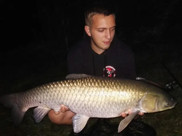 Graskarpfen