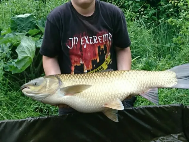 Graskarpfen