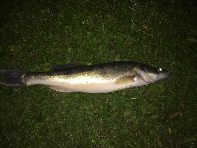 Zander