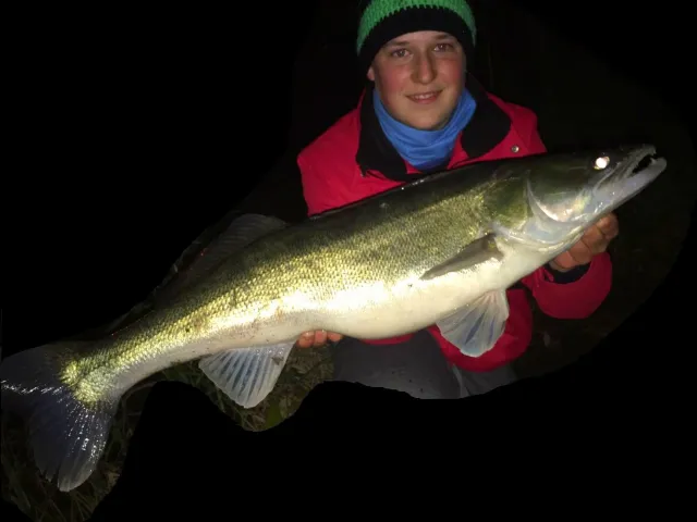 Zander