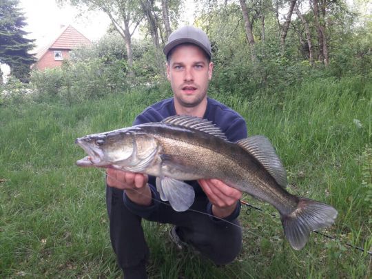 Zander