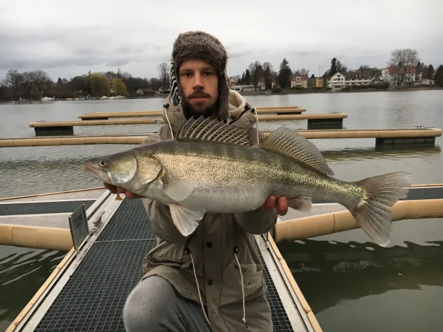Zander