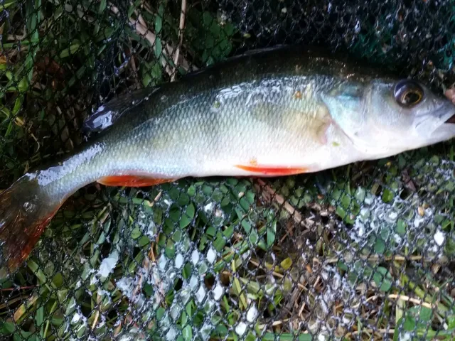 Flussbarsch