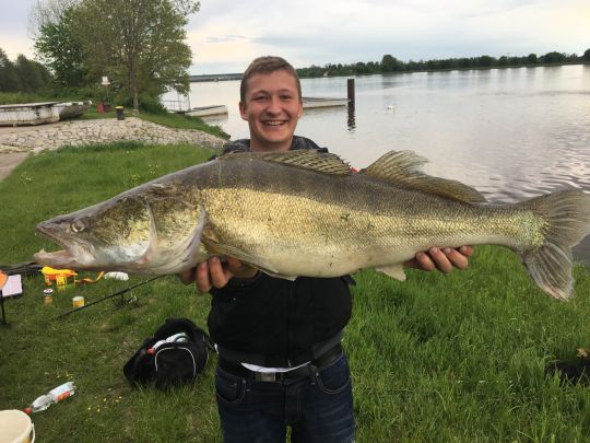 Zander
