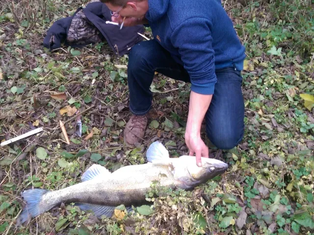Zander