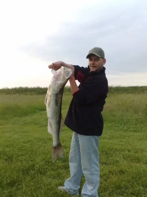 Zander