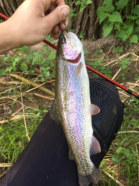 Regenbogenforelle