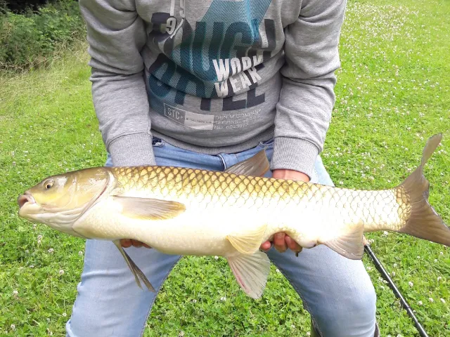 Graskarpfen