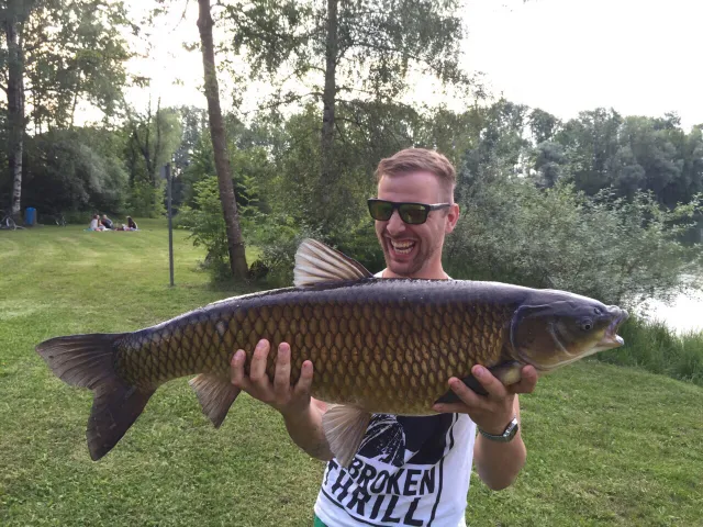 Graskarpfen