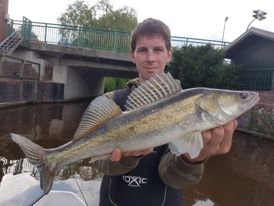 Zander