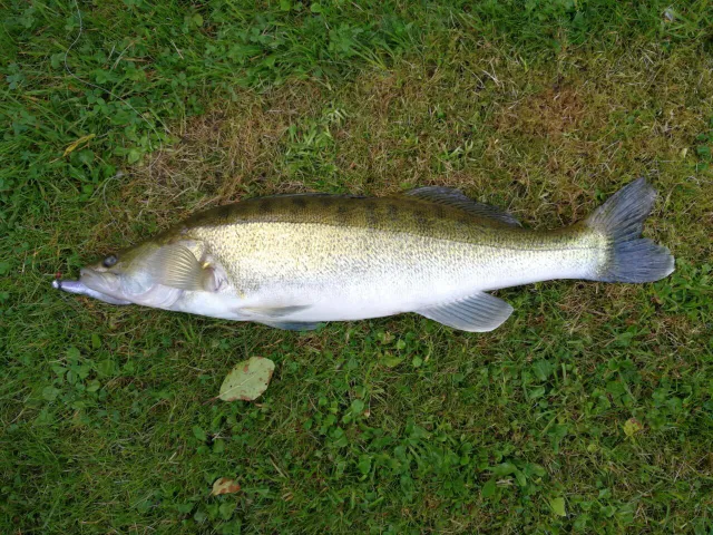 Zander