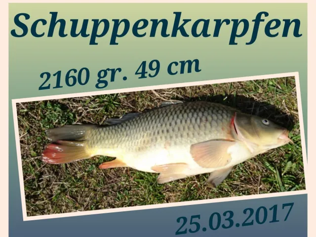 Karpfen