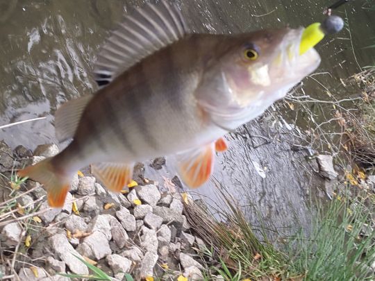 Flussbarsch
