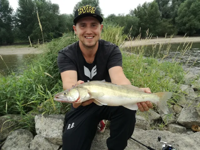 Zander
