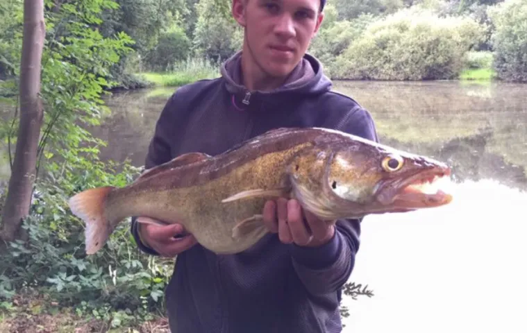 Zander
