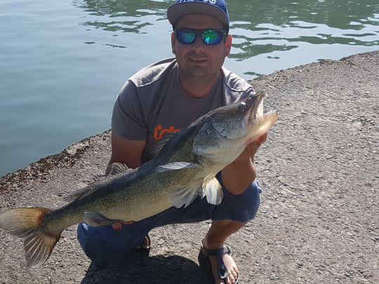 Zander