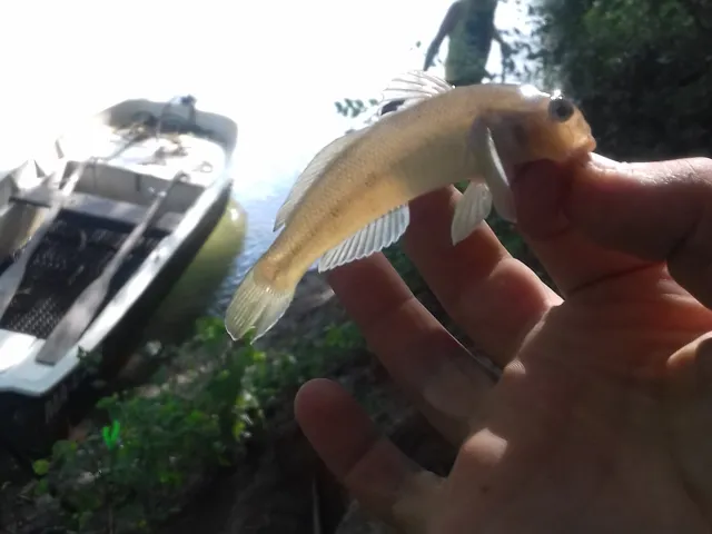 Flussgrundel