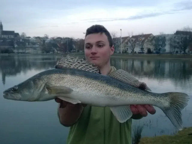 Zander