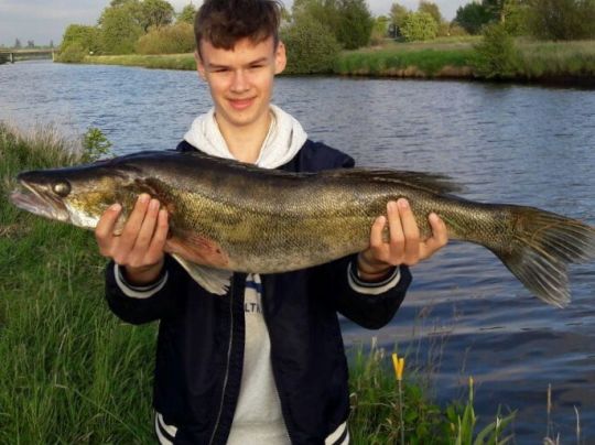 Zander
