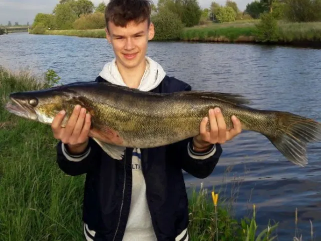 Zander