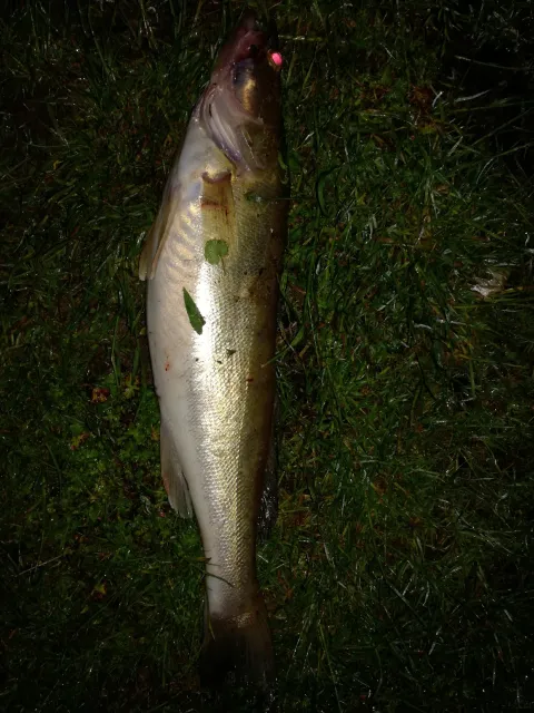 Zander