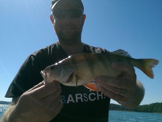 Flussbarsch