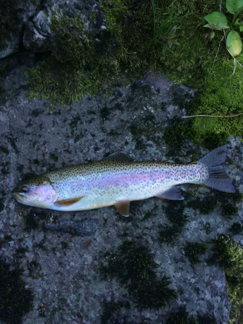 Regenbogenforelle