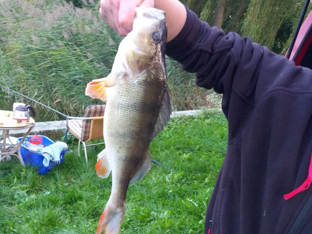 Flussbarsch