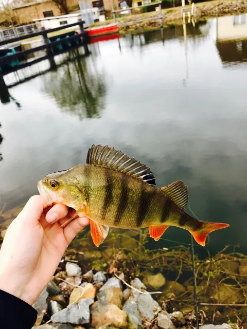 Flussbarsch