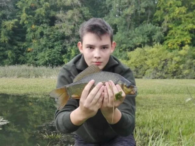Karausche